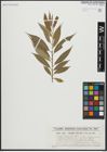 Foto von Salix alba L. x Salix fragilis L.